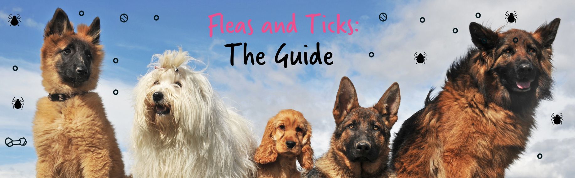 Fleas and Ticks - The Guide - Blog Banner