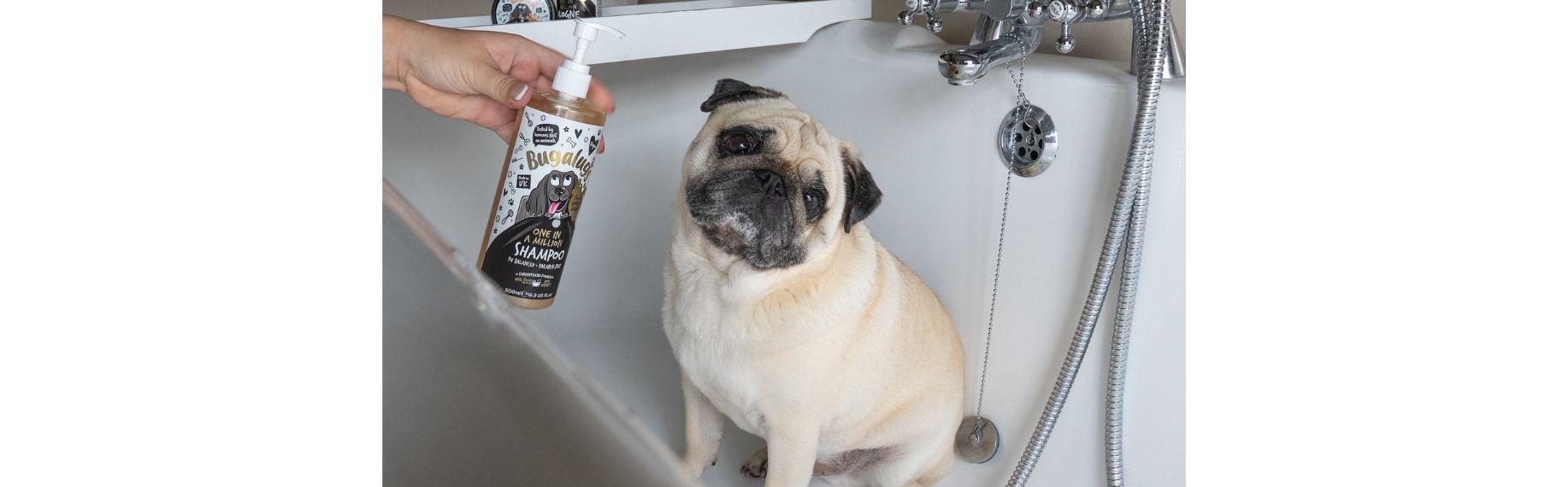 Puggysmalls in the bath with the Bugalugs One in a Million Shampoo Blog Banner