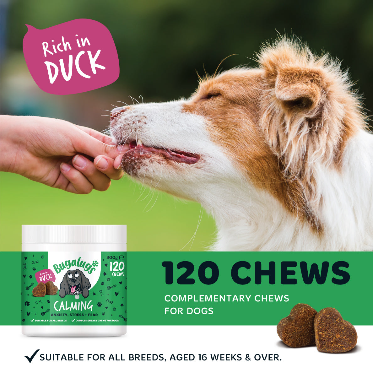 Calming Supplement Chews for Dogs 6-Pack