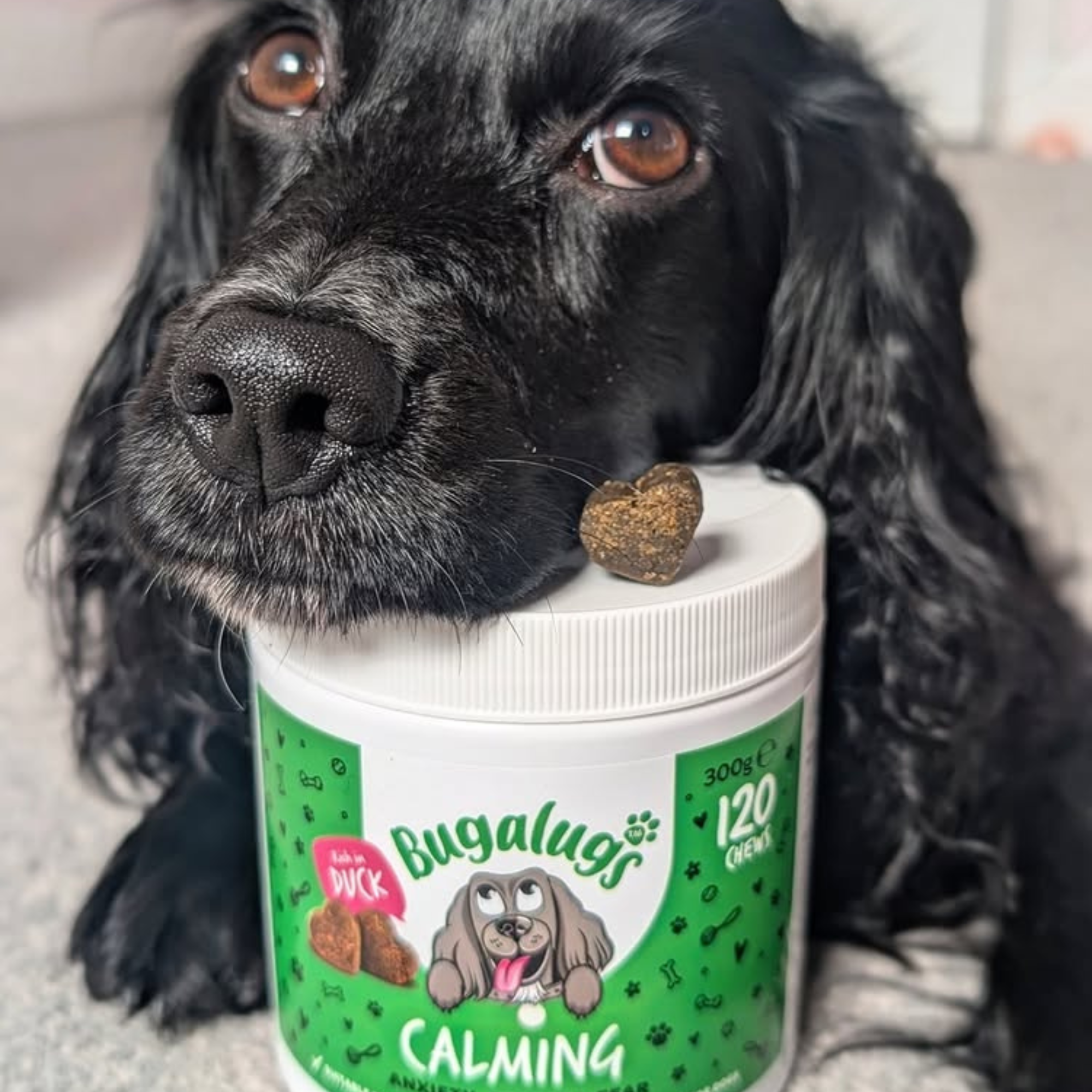 Calming Supplement Chews for Dogs