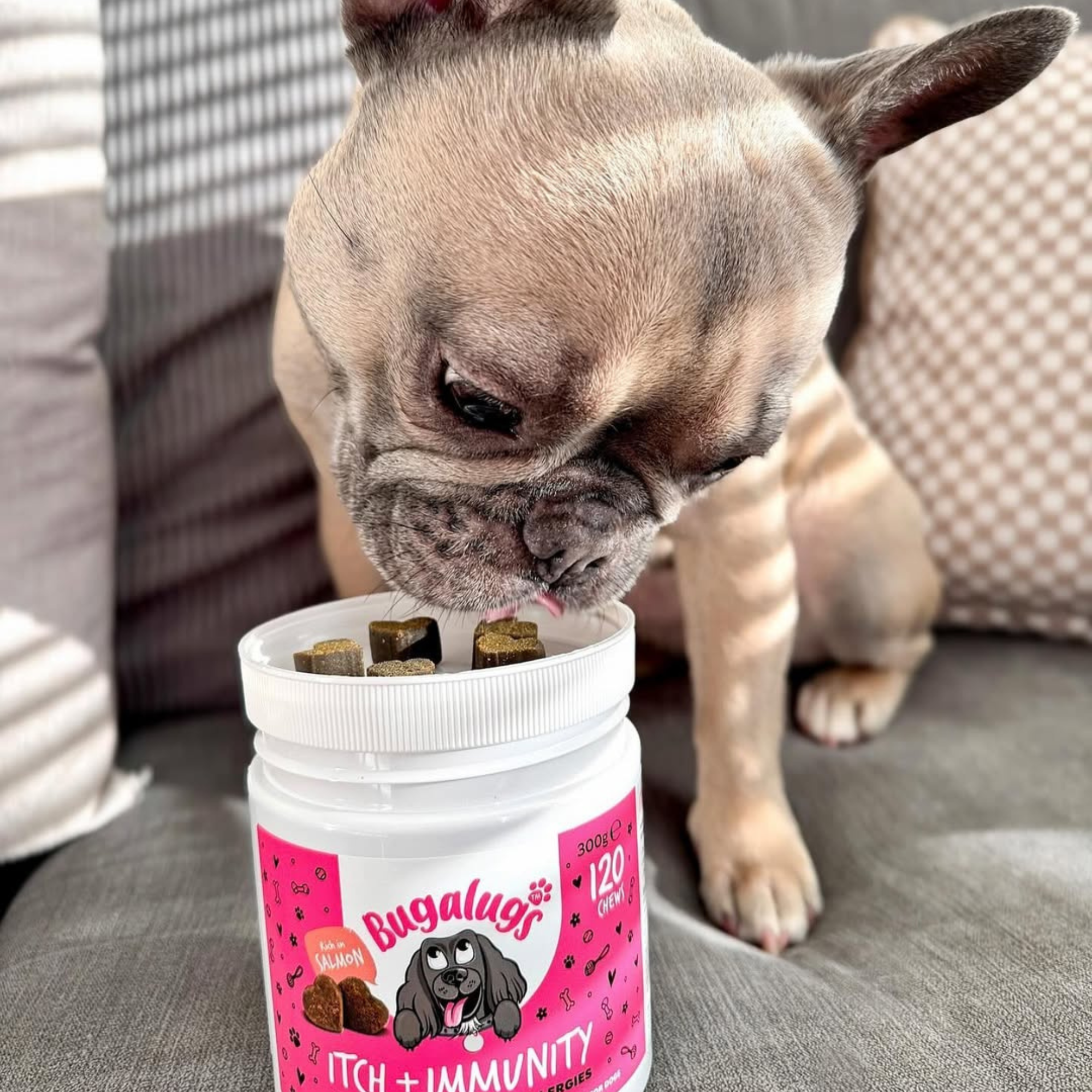Itch & Immunity Supplement Chews for Dogs