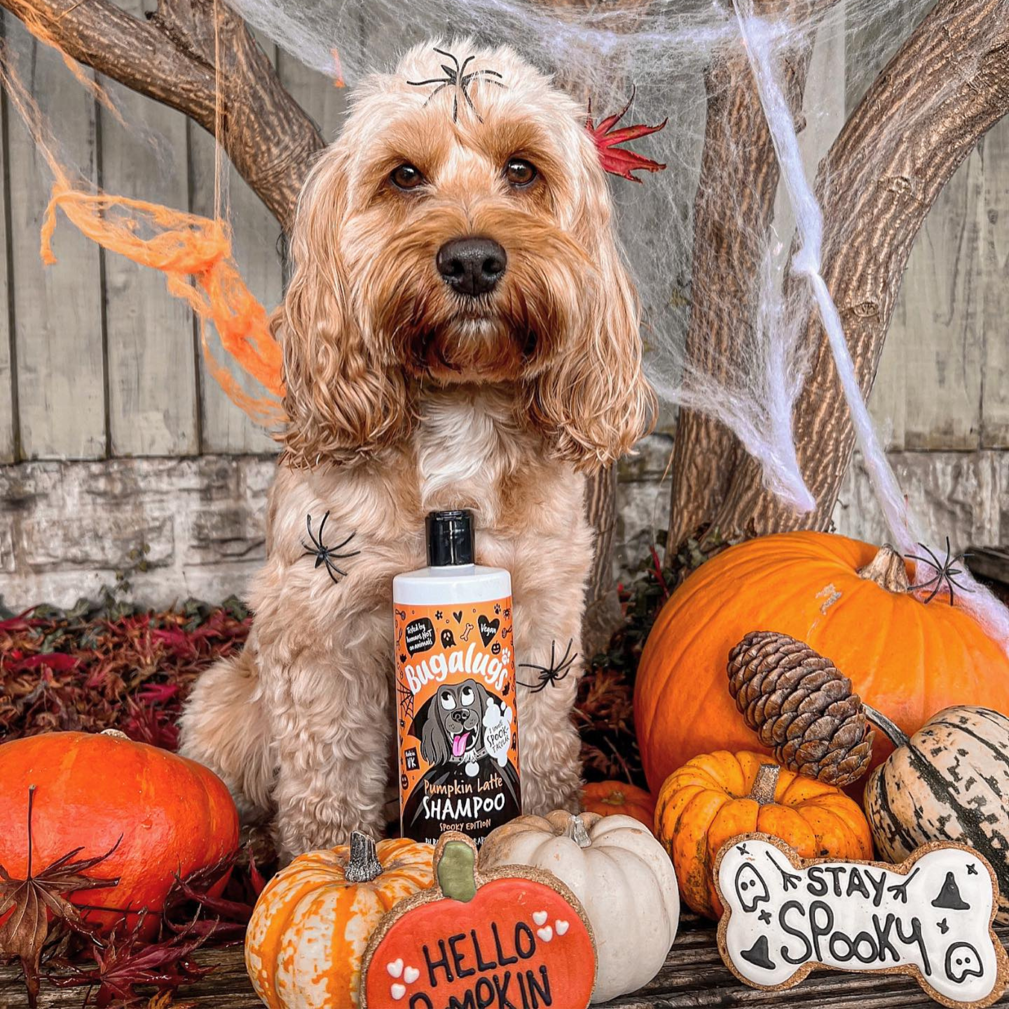 Spooky Edition: Pumpkin Latte Dog Shampoo
