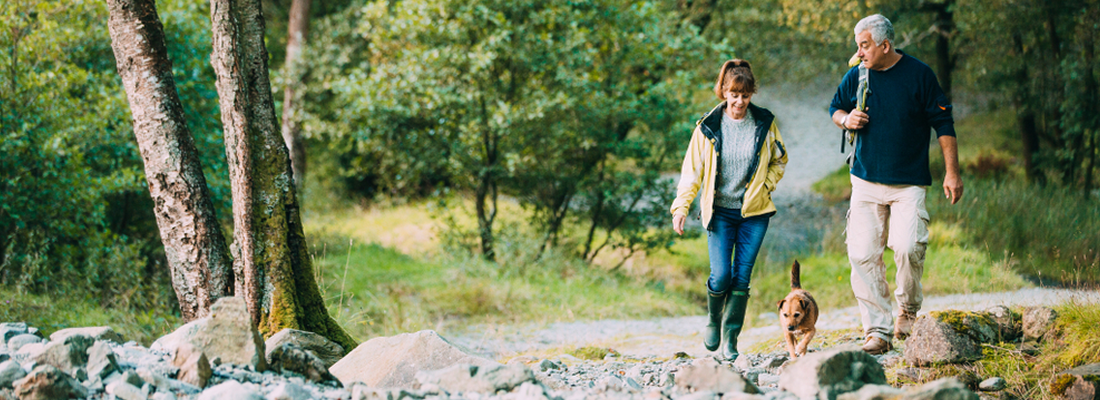 Autumn Walk Hazards That Can Upset Your Dog's Tummy