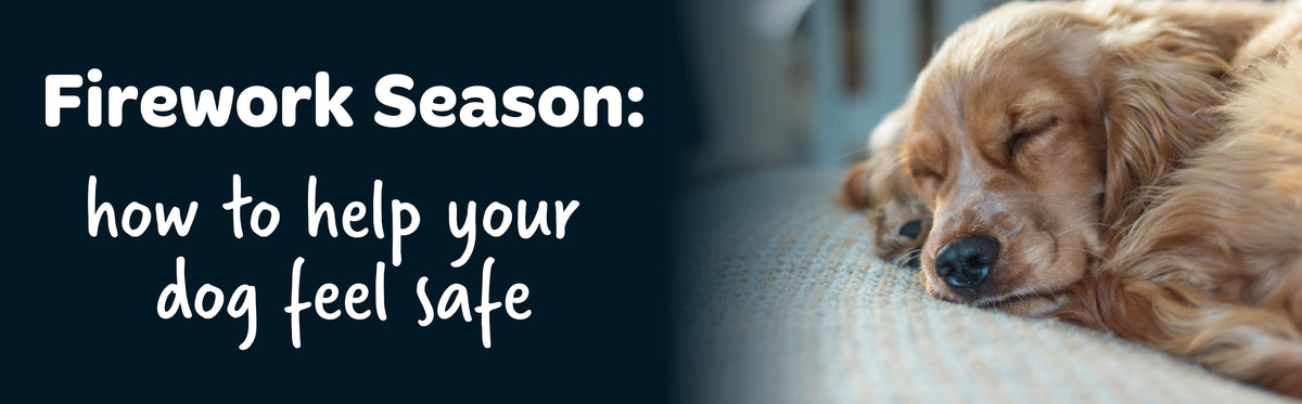 Fireworks Season: How to Help Your Dog Feel Safe