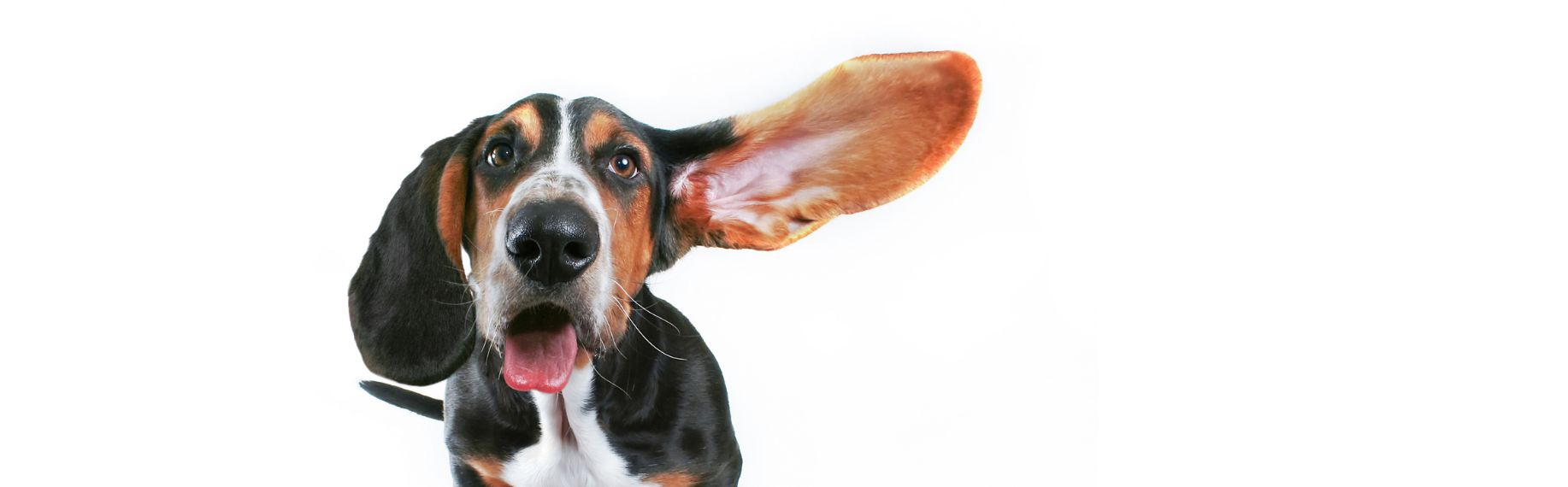 How to clean dogs ears blog banner