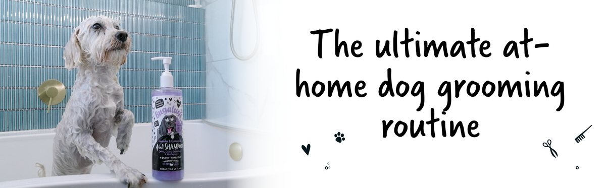 The Ultimate At-Home Dog Grooming Routine