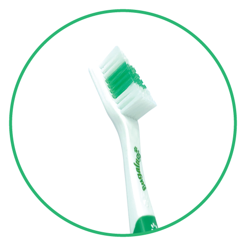 Large Pet Toothbrush Head