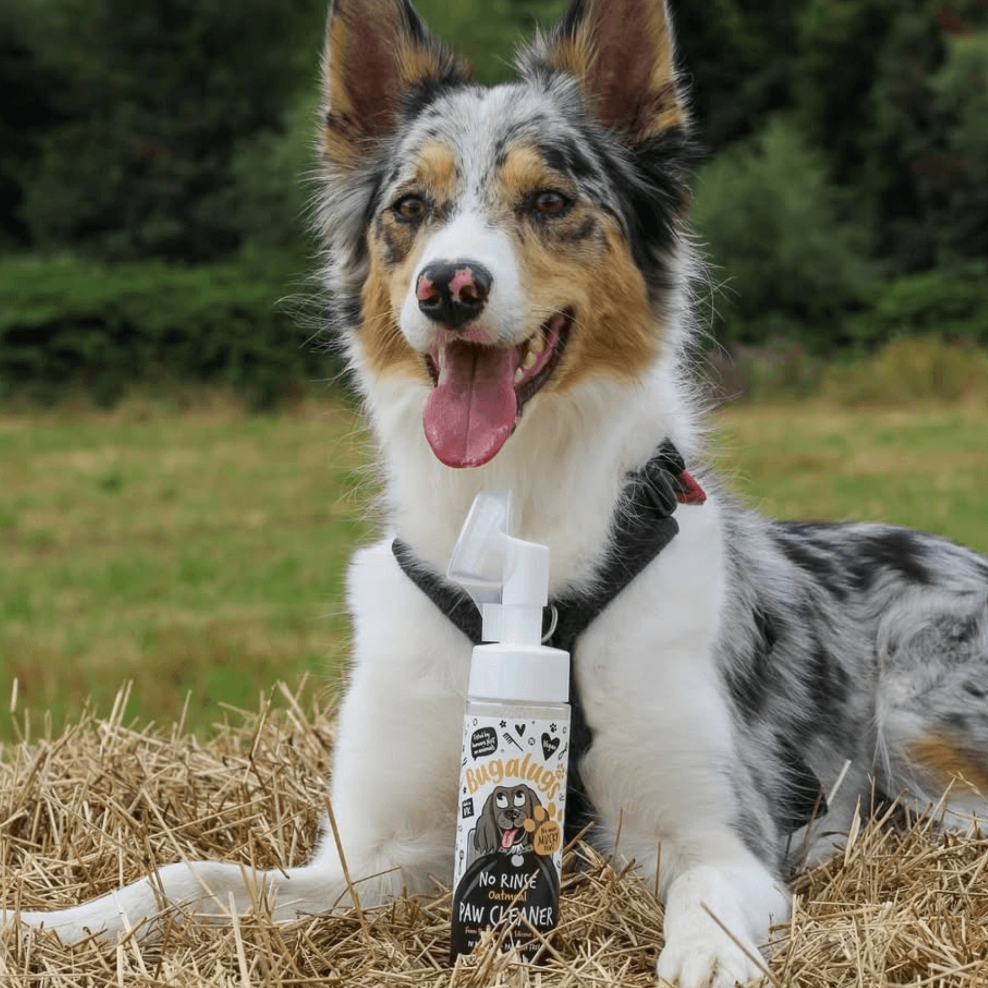 Oatmeal No Rinse Paw Cleaner for Dogs & Cats