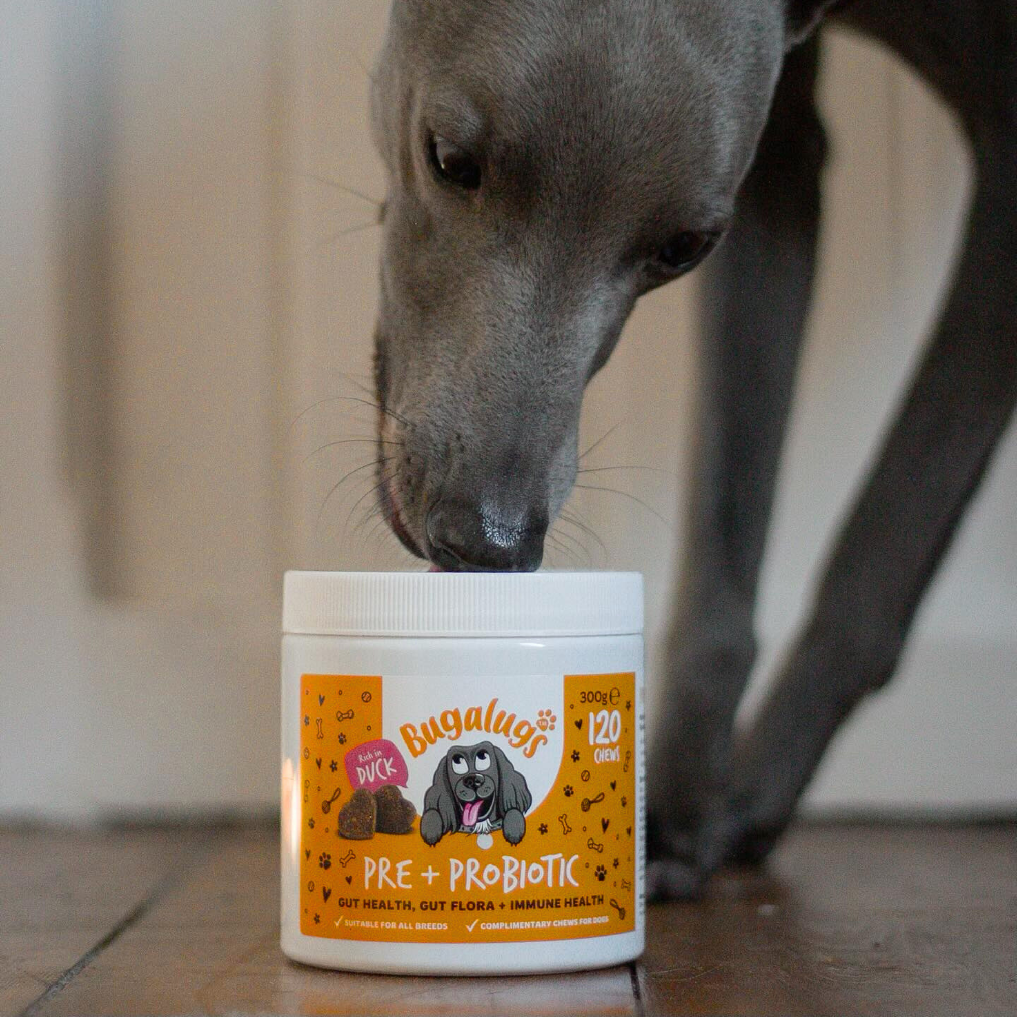 Pre & Probiotic Supplement Chews for Dogs