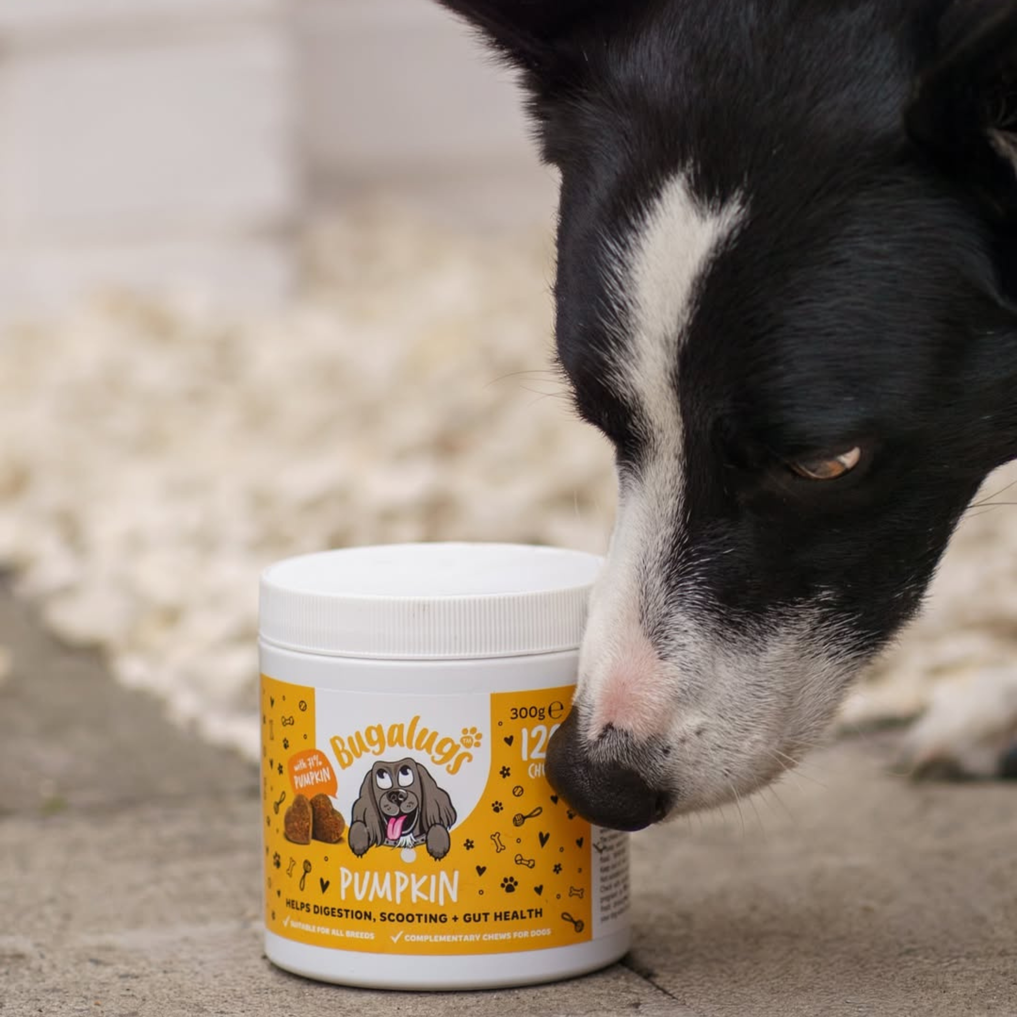 Pumpkin Supplement Chews for Dogs