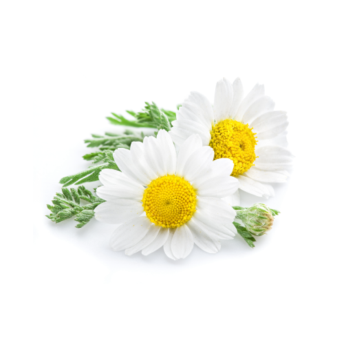 Chamomile Benefits
