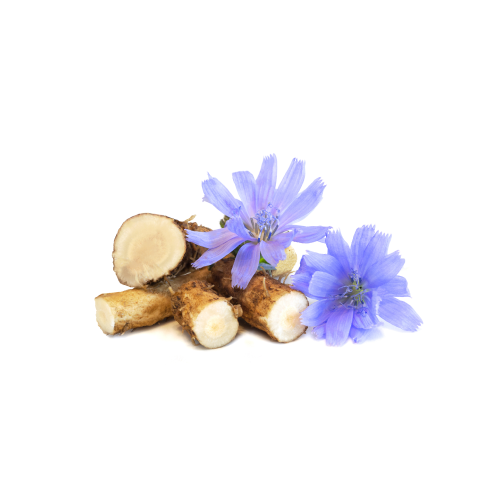 Dry roots of chicory cichorium