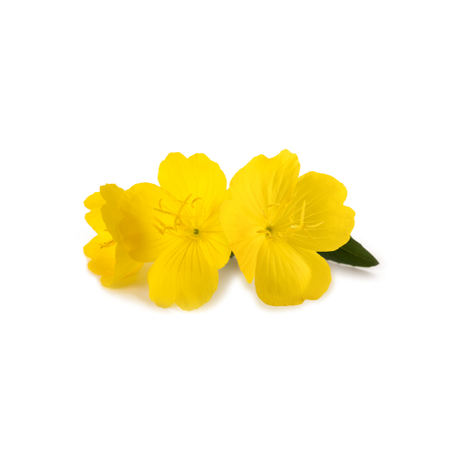 Evening Primrose Flowers Benefits For Dogs