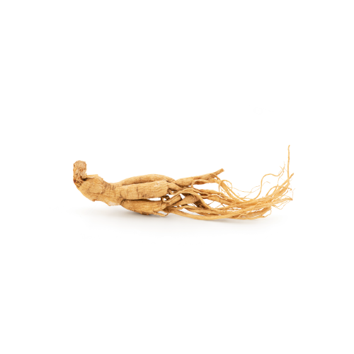 Ginseng Root Benefits For Dogs