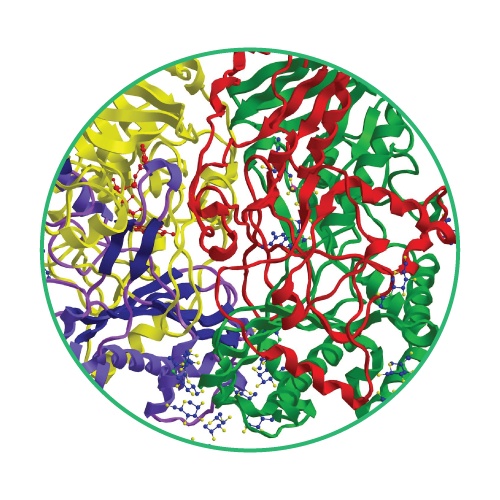 Glucose Oxidase Enzyme