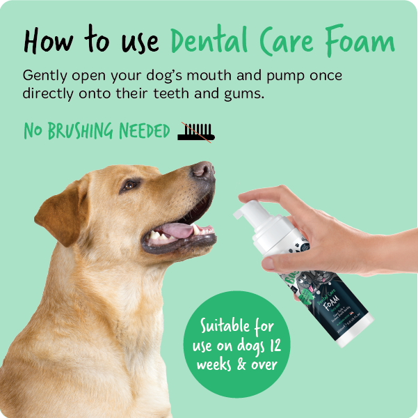 How to use Bugalugs Dental Care Foam