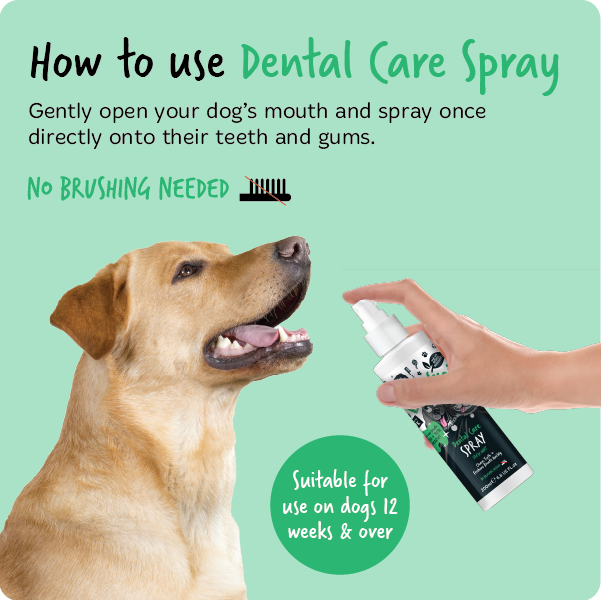 How to use Bugalugs Dental Care Spray