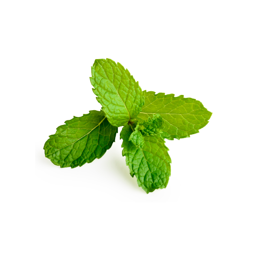 Lemon Balm Extract Benefits