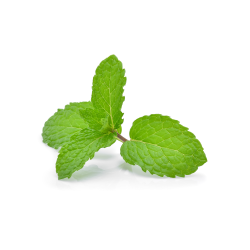 Mint Benefits For Pets
