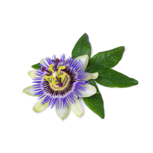 Passion Flower Benefits