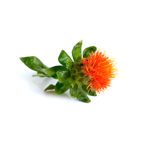 Safflower Seed Oil Benefits for dogs