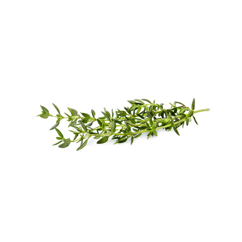 Thyme Oil Benefits For Dogs