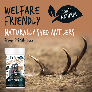 Bugalugs 100% Natural Deer Antler Powder Supplement for Dogs - 70g Pot - Welfare friendly naturally shed antlers