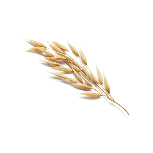 Wheat Proteins benefits for dog's coats & skin