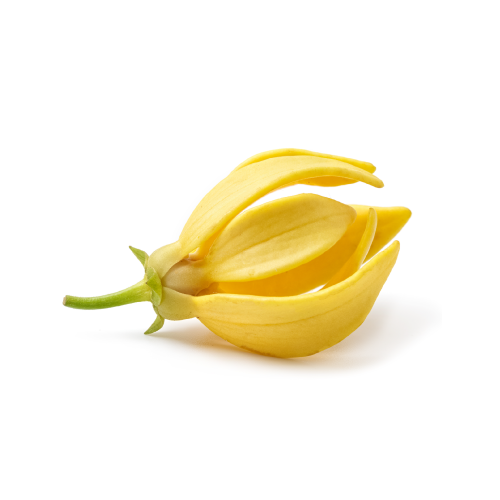 Ylang flower Benefits