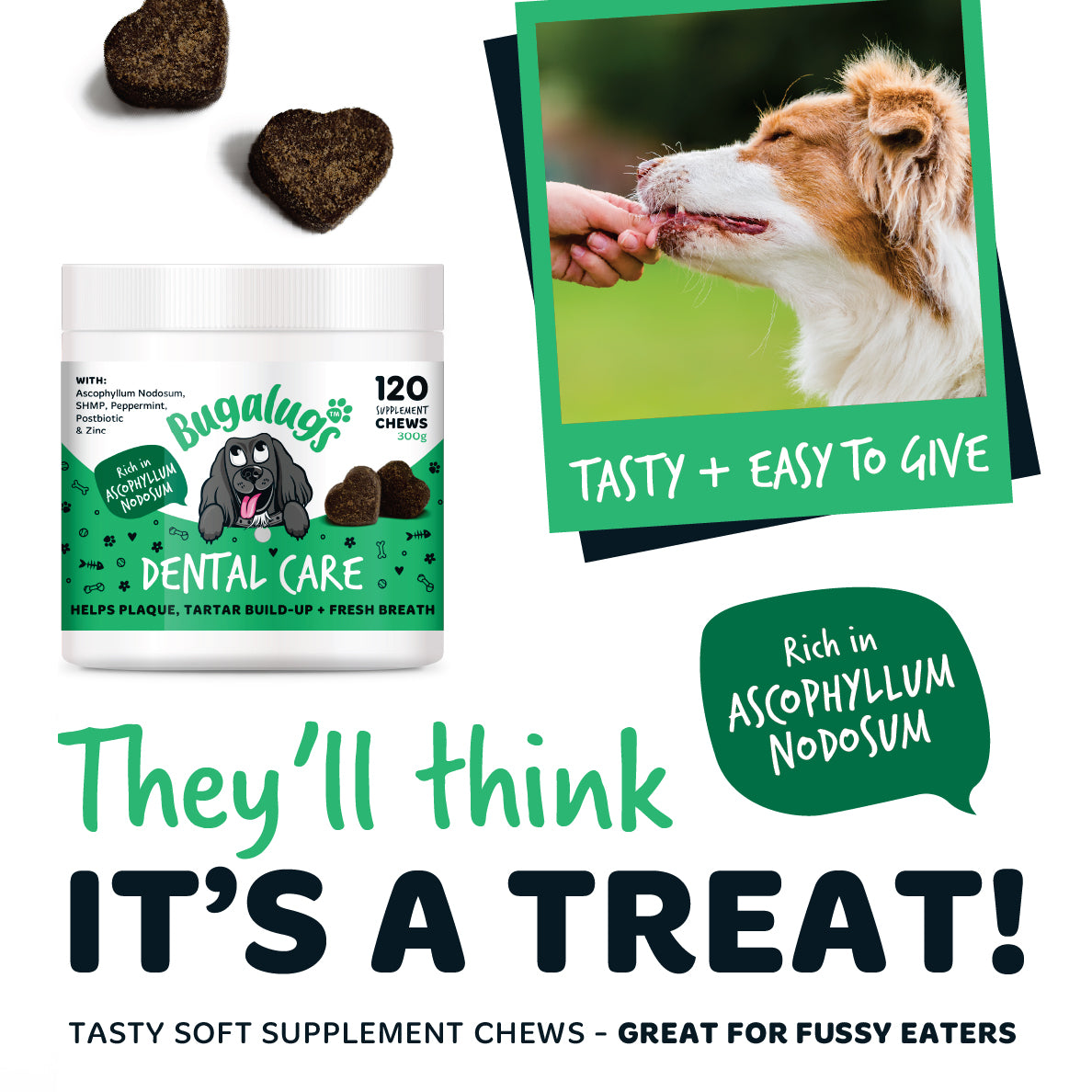 Bugalugs Dental Care chews rich in Ascophyllum nodosum, offering tasty, easy-to-give soft supplement chews for fussy dogs as part of their oral care routine.