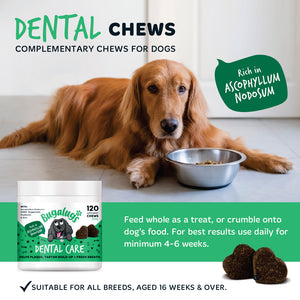Bugalugs dental chews rich in Ascophyllum nodosum, served whole as a treat or crumbled over food for daily oral care, suitable for all dog breeds aged 16 weeks and over.