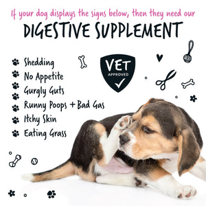 Bugalugs Pre and Probiotic Digestive Supplement for Dogs - if your dog displays the signs below, then they need our Digestive supplement