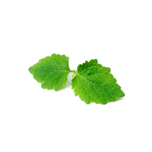 fresh Patchouli Benefits