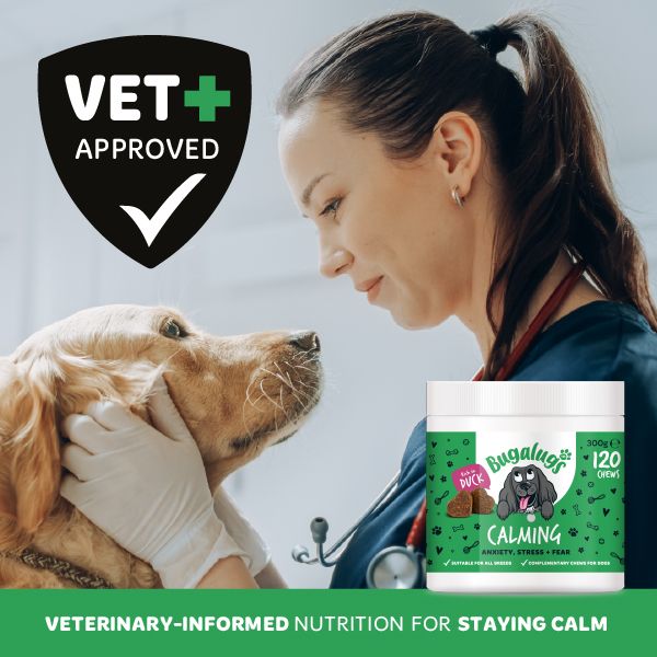 Vet checking a golden retriever beside a tub of Bugalugs Calming chews, with a Vet Approved badge
