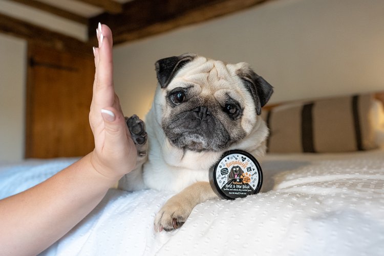 Puggsmalls with Bugalugs nose and paw balm