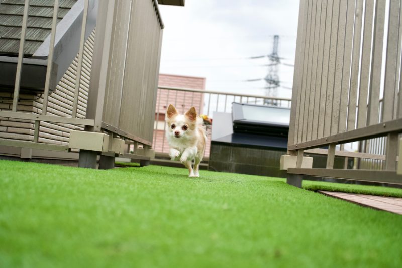 Dog Running on Artificial Grass