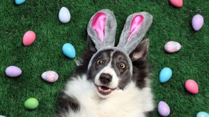 Dog Friendly Easter Egg Hunt