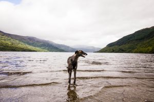 Dog-Friendly Holidays in the Lake District