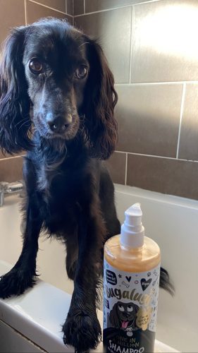 One in a Million Dog Shampoo photo review