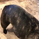 Oatmeal Dog Shampoo photo review