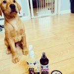 Oatmeal Dog Shampoo photo review