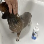 Wrinkle Shampoo photo review