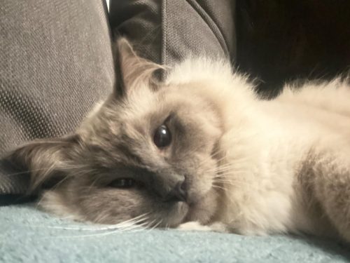 Flea and Tick Cat Shampoo photo review